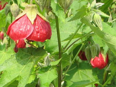 Flowering Maple 
      	- Abutilon hybridum