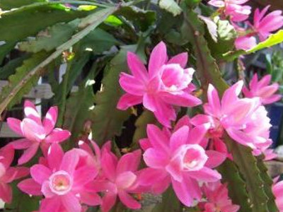 Orchid Cacti 
      	- Epiphyllum hybrids