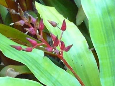 Royal Wine Bromeliad 
      	- Aechmea