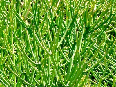 Milkbush 
      	- Euphorbia tirucalli