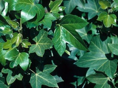 Botanical Wonder Plant 
      	- Fatshedera lizei
