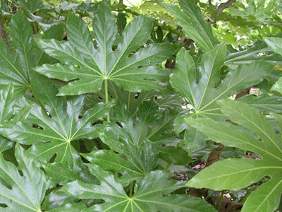 Japanese Aralia 
      	- Fatsia japonica