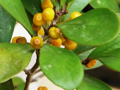 Mistletoe Ficus 
      	- F. deltoidea