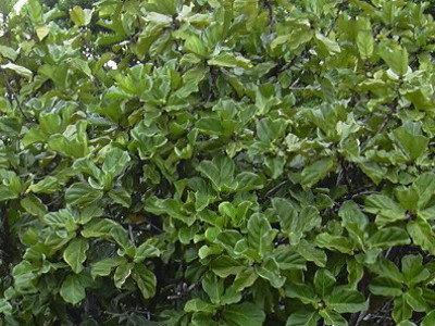 Fiddle-Leaf Fig 
      	- Ficus lyrata