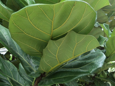 Dwarf Fiddle-Leaf Fig 
      	- Ficus willdemaniana