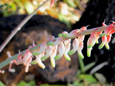 Ox Tongue Gasteria hybrida