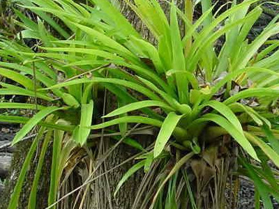 Striped Torch 
      	- Guzmania monostachia