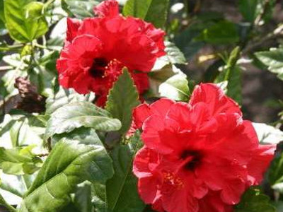 Chinese Hibiscus 
      	- H. rosa-sinensis