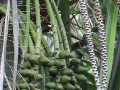 Kentia Palm 
      	- Howea forsterana