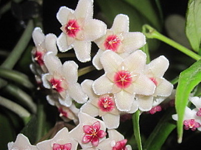 Voks 
      	- Hoya carnosa ‘Variegata’