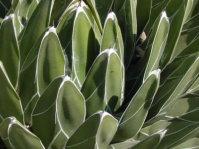 Queen Agave Agave victoriae-reginae