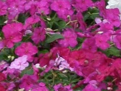 Busy Lizzie Impatiens 
      	- I. wallerana ‘Variegata’