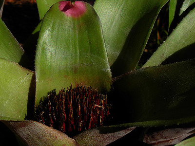 Fingernail 
      	- Neoregelia spectabilis