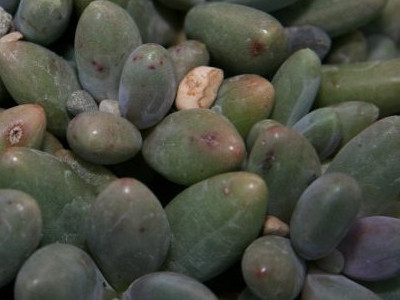 Pearly Moonstones 
      	- Pachyphytum oviferum