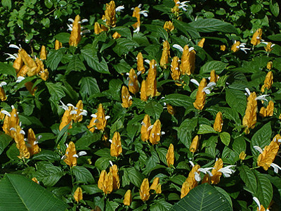 Yellow Shrimp 
      	- Pachystachys lutea
