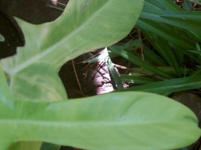 Fiddle-Leaf Philodendron 
      	- P. bipennifolium