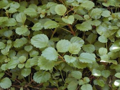 Candle 
      	- Plectranthus australis
