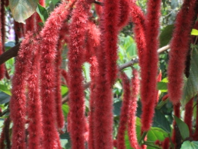 Chenile 
      	- Acalypha hispida