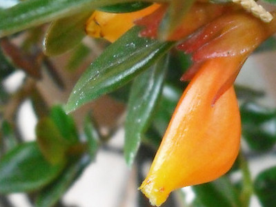 Miniature Pouch Flower 
      	- Alloplectus nummularia