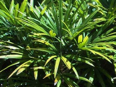 Lady Palm 
      	- Rhapis excelsa