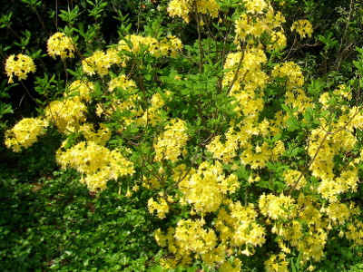 Azaleas 
      	- Rhododendron hybrids