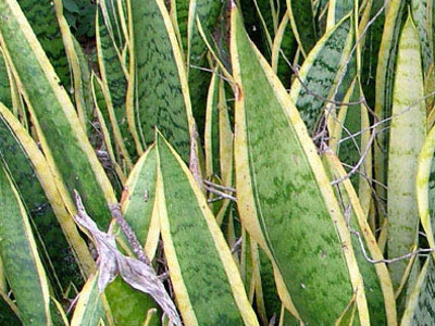 Gold-Banded Sansevieria 
      	- S. trifasciata ‘Laurentii’