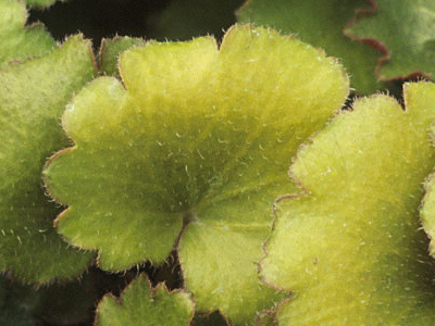 Strawberry Geranium 
      	- Saxifraga stolonifera