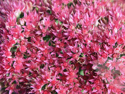 Showy Sedum 
      	- Sedum spectabile