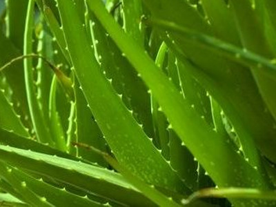 Medicine 
      	- Aloe barbadensis