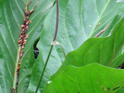 Bird’s Nest 
      	- Anthurium hookeri