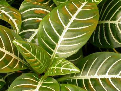 Zebra Plant 
      	- Aphelandra squarrosa