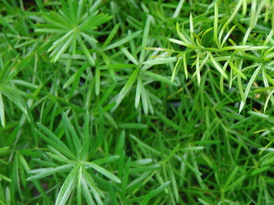 Foxtail Fern 
      	- Asparagus densiflorus ‘Sprengeri’