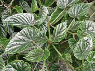 Metallic Leaf Begonia 
      	- Beg. metallica