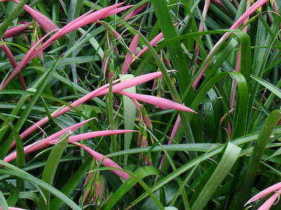 Queen’s Tears 
      	- Billbergia nutans