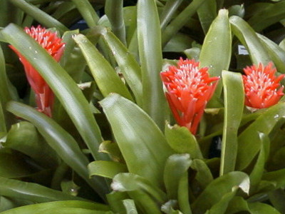 Urn Plant 
      	- Billbergia pyramidalis