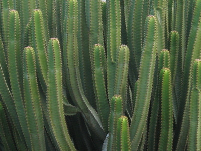 Peruvian Apple Cactus 
      	- Cereus peruvianus