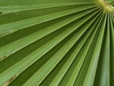 European Fan Palm Chamaerops humilis