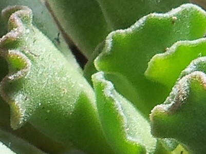 Crinkle-Leaf 
      	- Adromischus cristatus
