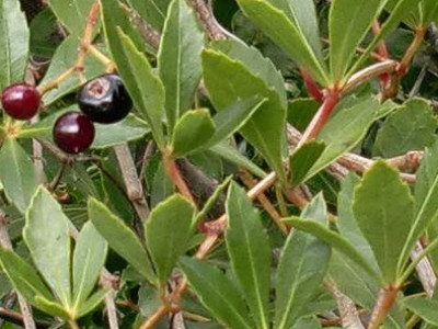 Miniature Grape Ivy 
      	- Cissus striata