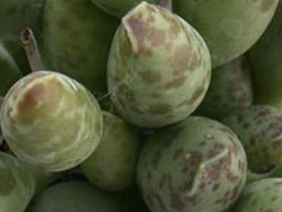 Plover Eggs 
      	- Adromischus festivus
