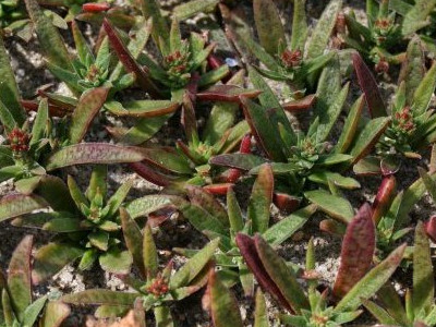 Red Flowering Crassula 
      	- C. schmidtii