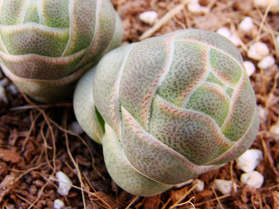 Rattlesnake Tail Crassula teres