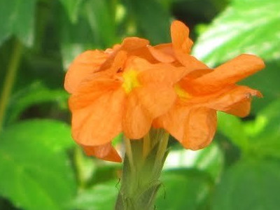 Crossandra 
      	- Cro. infundibuliformis
