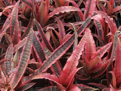 Stiff Pheasant Leaf Cryptanthus fosteranus