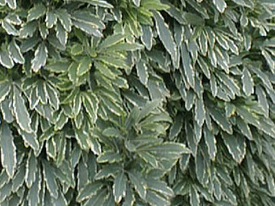 False Aralia 
      	- Dizygotheca elegantissima